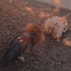 SRK - I - LEGALES DE RESPETO (corraltapia) Tema inedito sin editar.mp3