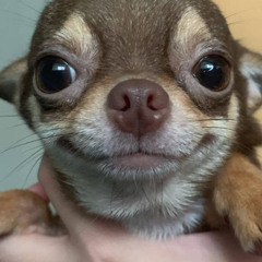 chiaxyaflow