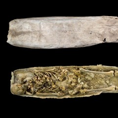 #TGOL (The Gardens Of Leaflessness) --- SynTalk Album