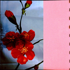 the air filled with cherry blossoms or some other sort of flower petal