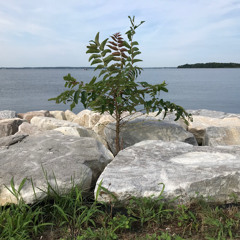 Opening and Calming Vibraphone