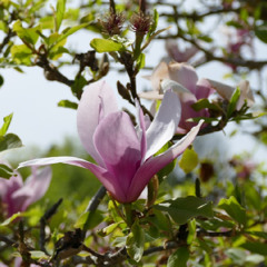 How Flowers Made Our World, A Cemetery Buzzing with Bees, El Niño Is Here, and more.
