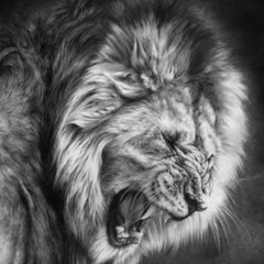 ALMIGHTY LION