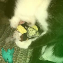 BOUTA EAT (PROD ROPPIES?)