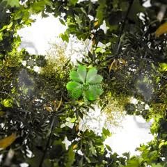 self-forgiveness (ssoh)