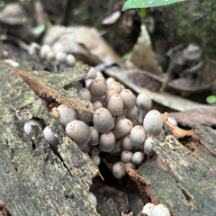 thunder causes celebrations