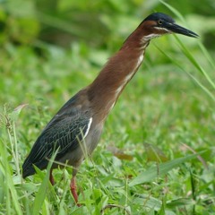 Born to Zoop: A Heron Diss Track
