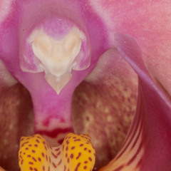 NO MAN'S LAND - January 8 + January 15 - Radio Mix 2026