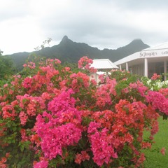 2017 Audio Diary By Country, Rarotonga, Cook Isles