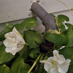 Wallflower