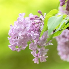 Lilac〜memory〜