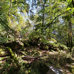 Melody Of The Silent Forest