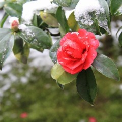 Camellia Sasanqua