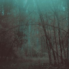 Echoes Of The Forest
