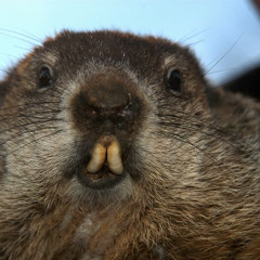Groundhog says
