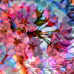 Dreamy Blossoms (naviarhaiku611)