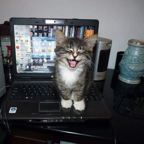 midwest emo keeps ruining my life