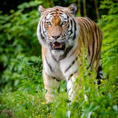 Rob Nilsson - Unleashed (Original Mix)  [R&B Edit]