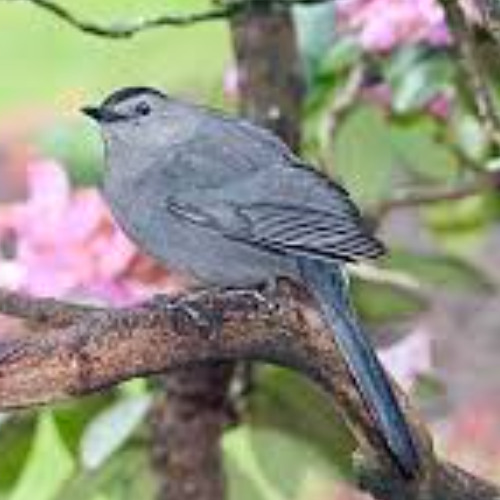 Birding with Al Batt on 6-3-2025