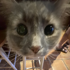 Fallen Down (Reprise) - Toby Fox CAT MEOW COVER