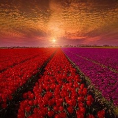 Stop and Smell the Roses