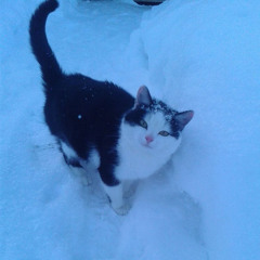 wallners in my mind sped up