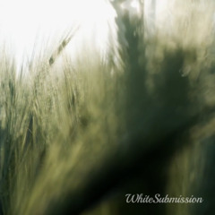 BNWO - Your Wife Fucks Black Only (TEASER)