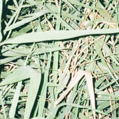 2024Osaka Vamos Free Decksssssss