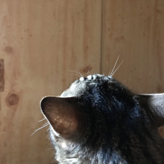 ねこのシュレディンガーくん 20.1