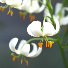 HooruParee Remix Mysan Karaoke