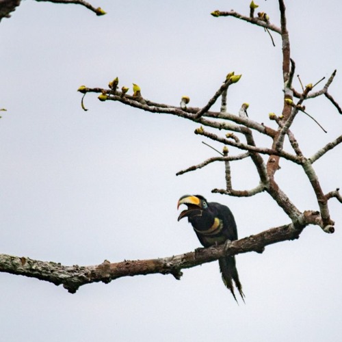 Ecuador voted to stop drilling in part of the Amazon. Here's what happens now.