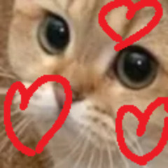 Only cat(in the world) totally not a mix of Rihanna (Rihana feat D&F)