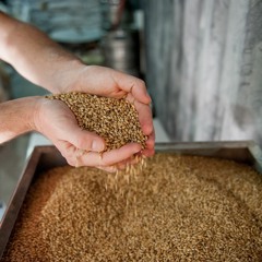 Alberta Grown Barley Helps ToolShed Brewery Change the Rules