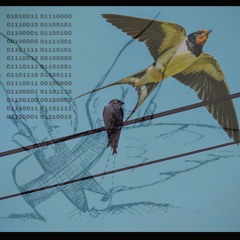 sparrow