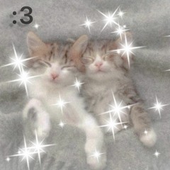 Kats :3