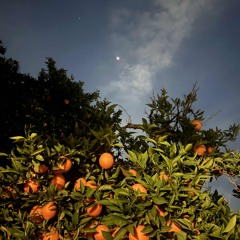 Winter’sOrange