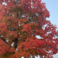 Autumn thoughts like leaves falling