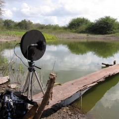 Calakmul Forest Soundscape - Tony Celis.WAV