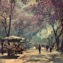 Un colibrí en el bosque de Chapultepec