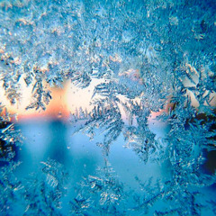 Frozen Brain
