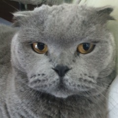 Elvis çok tatlı remastered