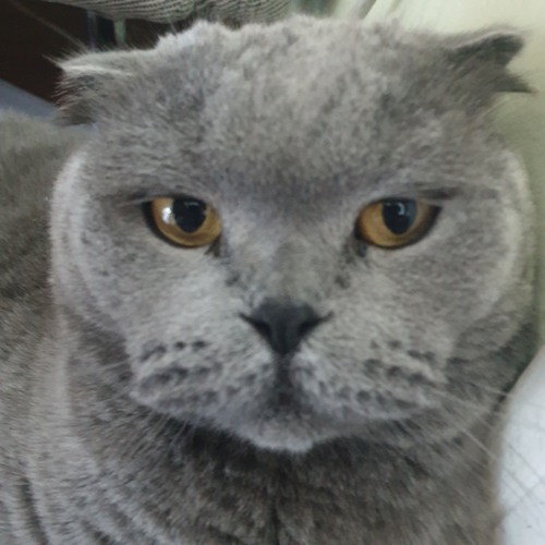 Elvis çok tatlı remastered