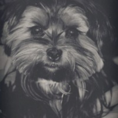 Sugar, My Dog