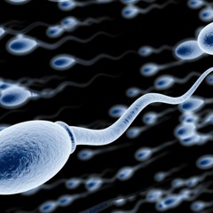 Spermastau