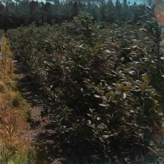 Taking Time To Tend Tenaciously Again