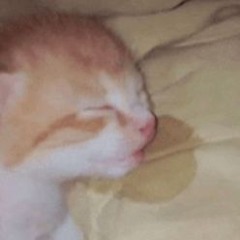 /ᐠ - ˕ -マᶻ 𝗓 𐰁 Omi's calm playlist ᶻ 𝗓 𐰁