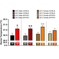 Sexual Dimorphism in Thermotherapy Responses in APP/PS1 Mice