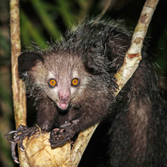 Ugly Prod By Damerunitup