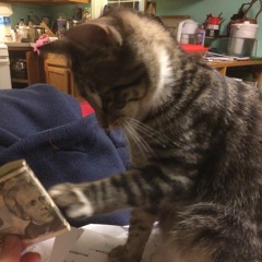 Equal Tempered Pentatonic Tuning Synth