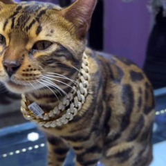 I COULDNT BELIEVE IT soon as i got my cuban chain she called me BACK